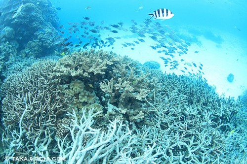 エイジンコートリーフのサンゴ礁（撮影：越智隆治）