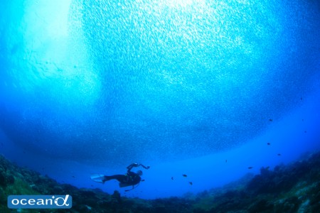 セブ島の魚の群れとカメラ女子ダイバー（撮影：越智隆治）