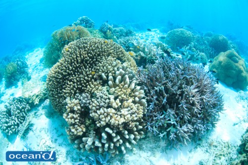 セブ島のサンゴ（撮影：越智隆治）