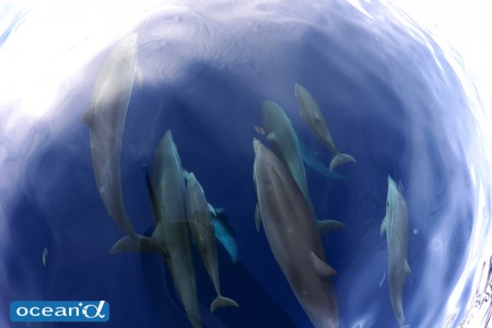 セブ島のベタ凪と船上からのハンドウイルカの群れ（撮影：越智隆治）