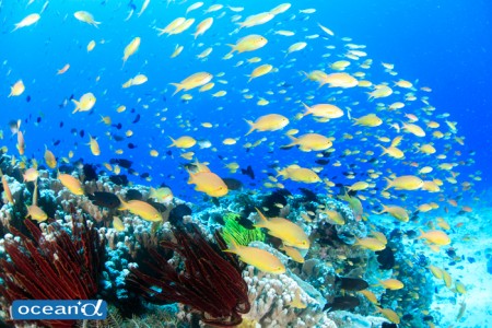 スミロン島のサンゴと魚の群れ（撮影：越智隆治）