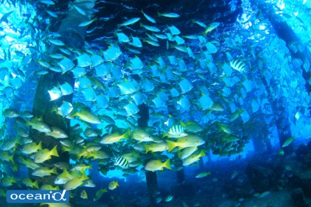 フィリピン・ナルスアン島の桟橋下の魚の群れ（撮影：越智隆治）