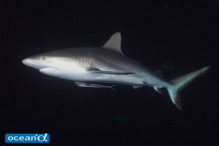 オーストラリア、GBRのナイトダイビングのサメ（撮影：越智隆治）