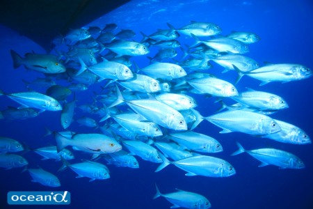 オーストラリア、GBRの魚の群れ（撮影：越智隆治）