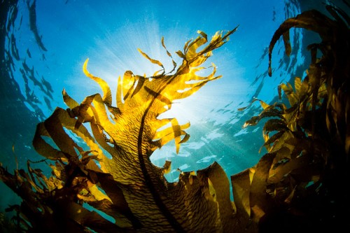 太陽の光が降りそそぐ葉山の海 その海藻の森の美しさ ダイビングと海の総合サイト オーシャナ