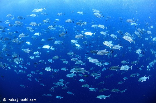パラオの魚の群れ（撮影：越智隆治）