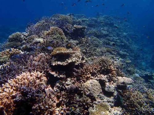 西表島のサンゴ礁（座安佑奈）