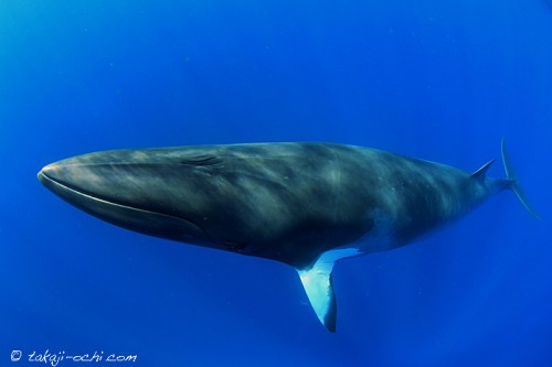 オーストラリア グレートバリアリーフでミンククジラと逢うための情報まとめ ダイビングと海の総合サイト オーシャナ
