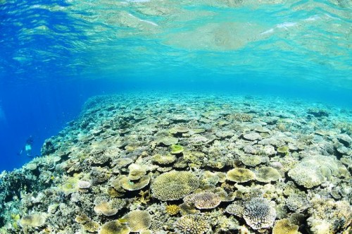 宮古島の八重干瀬「コラビジ」のサンゴ（撮影：むらいさち）