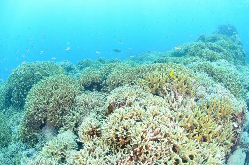 宮古島の高野エリアのサンゴ（撮影：むらいさち）