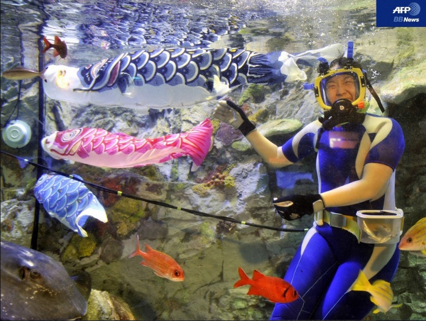 サンシャイン水族館で端午の節句 ダイビングと海の総合サイト オーシャナ