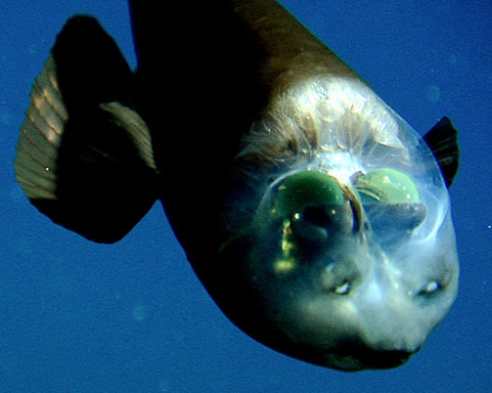 深海魚デメニギスのかわいい動画 ダイビングと海の総合サイト オーシャナ