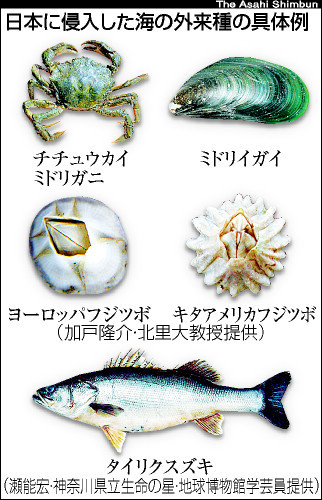 海の外来生物が国内の生態系に脅威 ダイビングと海の総合サイト オーシャナ