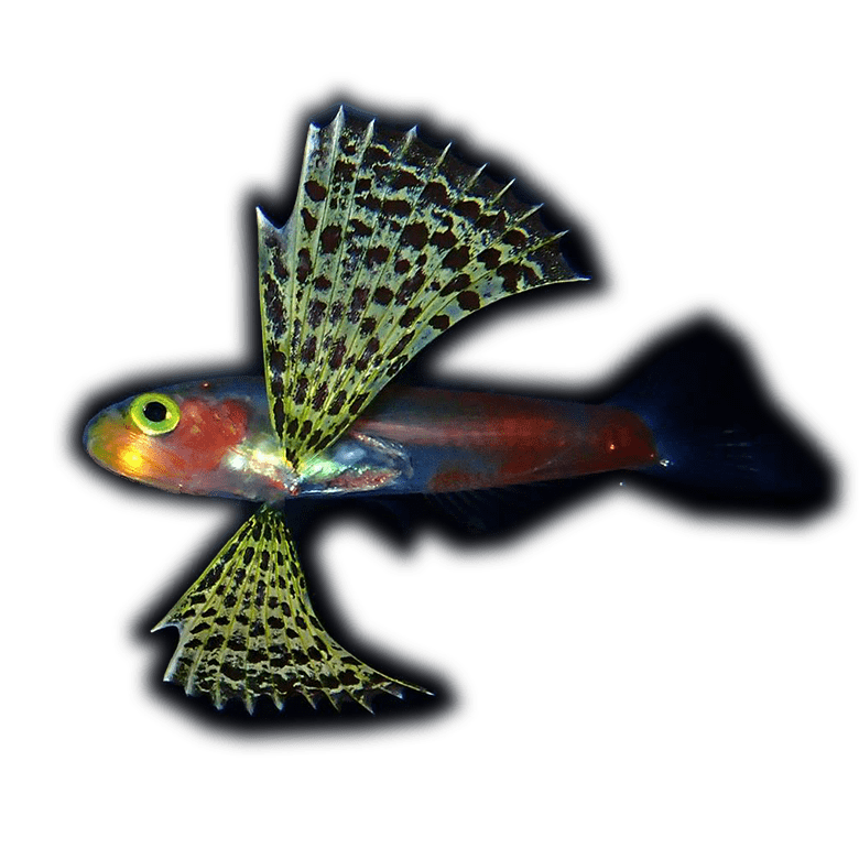 クダリボウズギス属の一種の稚魚