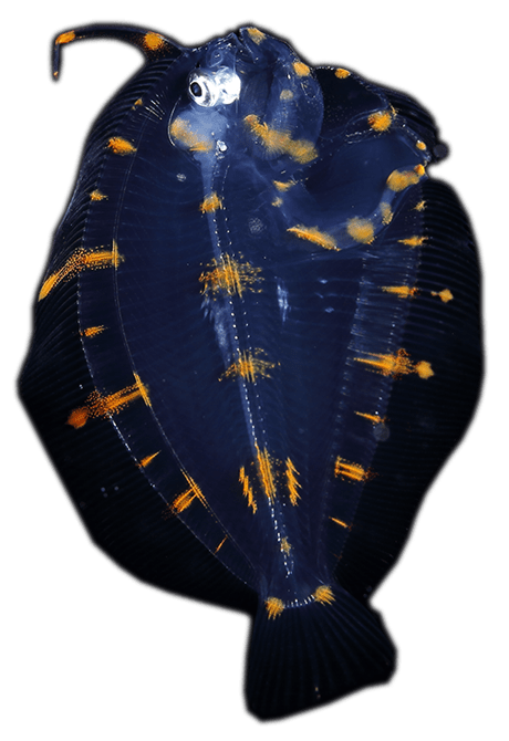 ダルマガレイ属の稚魚