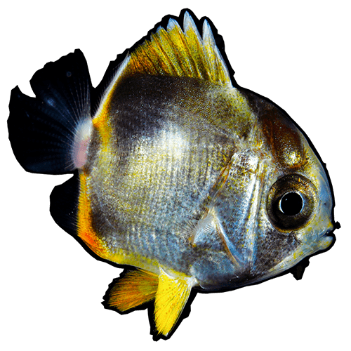 チョウチョウウオ科トリクチス期稚魚
