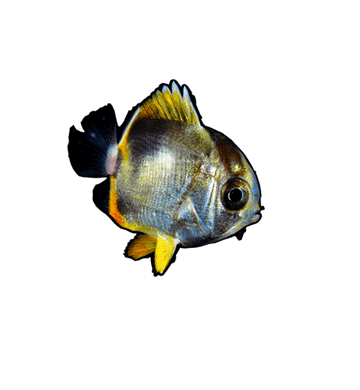 Black Water Dive ブラックウォーターダイブ Larval Fish Of Spinyfin Velifer ヒメクサアジの稚魚