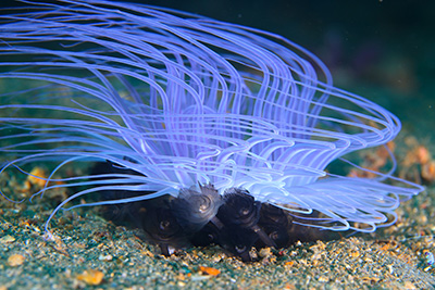 スナイソギンチャク