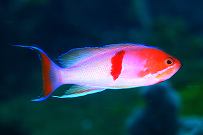 アカオビハナダイ
                                            