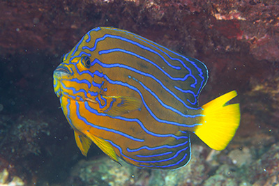 キンチャクダイ