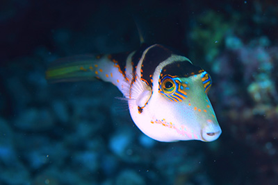 シマキンチャクフグ