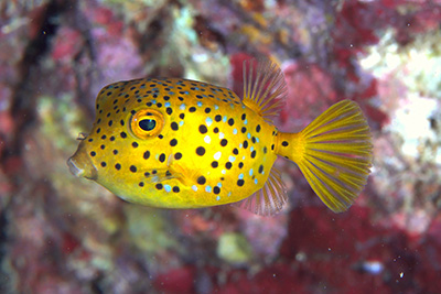 ミナミハコフグ