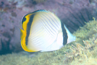 フウライチョウチョウウオ