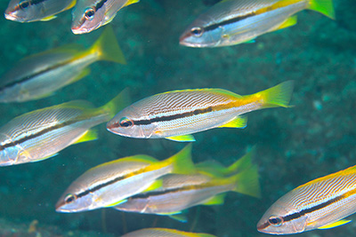 ヨコスジフエダイ