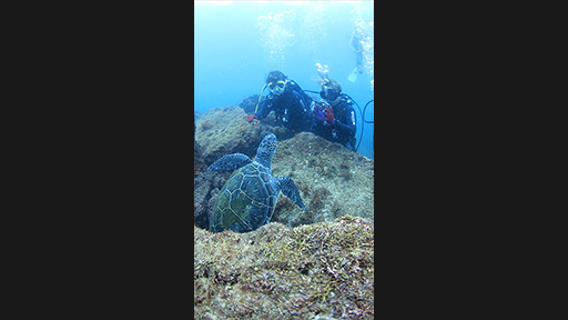 ウミガメ動画のサムネイル