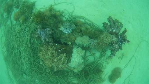 ロープのような海藻動画のサムネイル