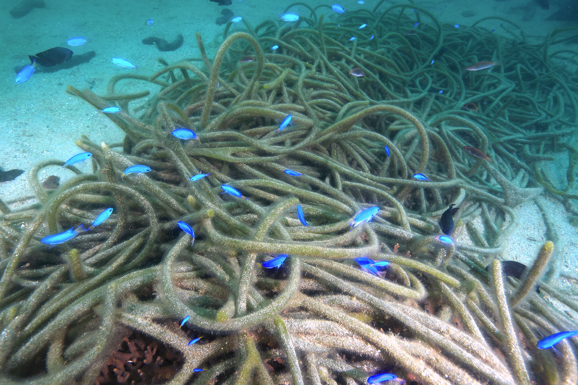 縄状の海藻の一種