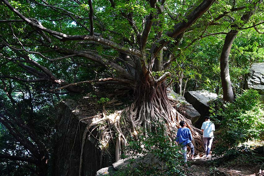 高さ約20mのアコウの木