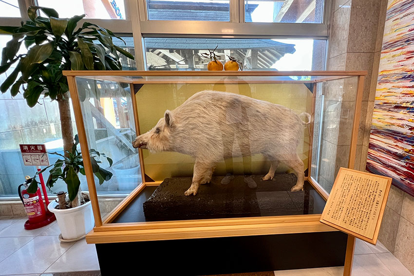 望洋閣の守護神として祀られている白イノシシの「ジャルディン君」の剥製