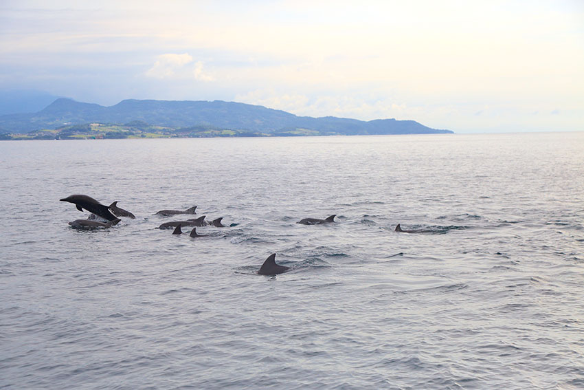 ミナミハンドウイルカの群れ