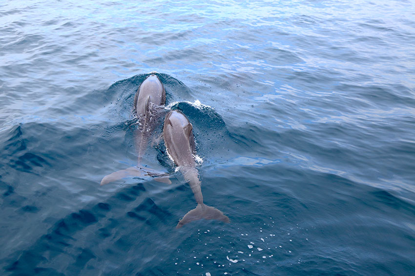 間近まで寄るイルカ