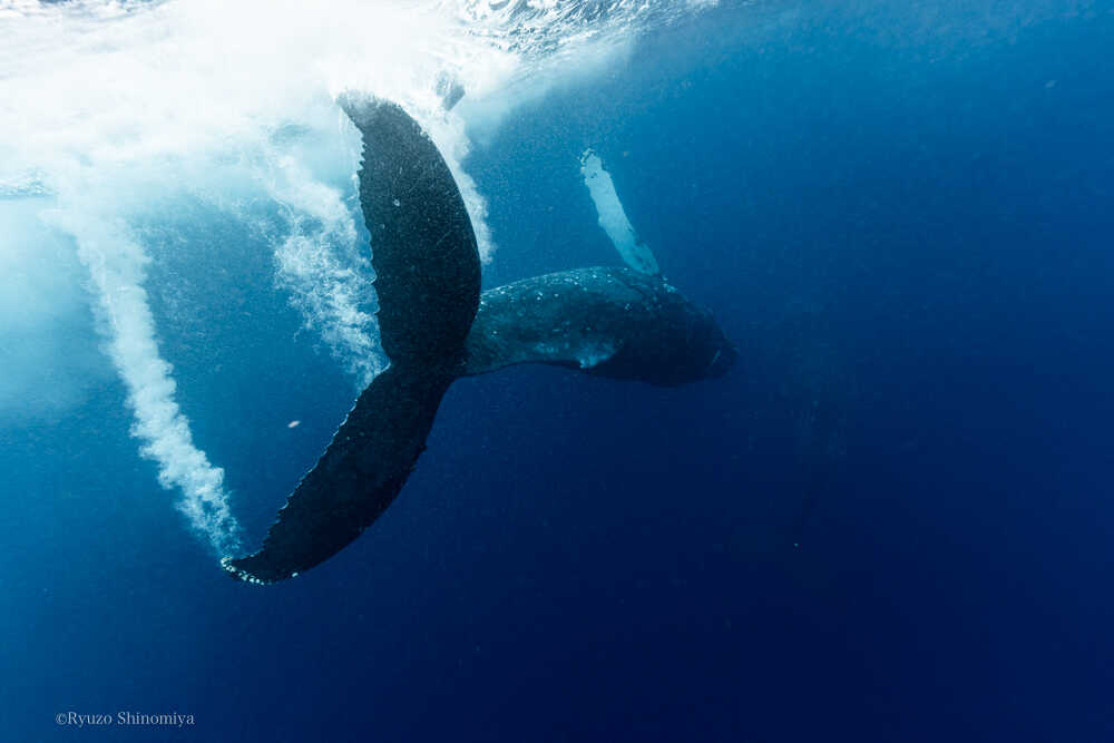 潜っていくクジラ奄美の海
