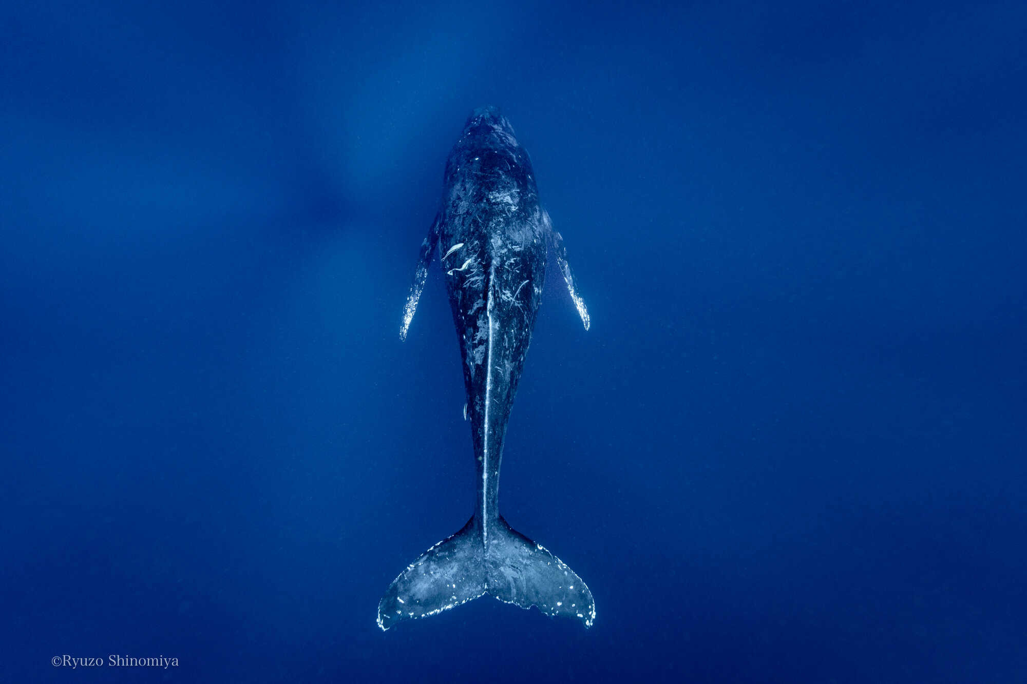 レスティングするクジラ奄美