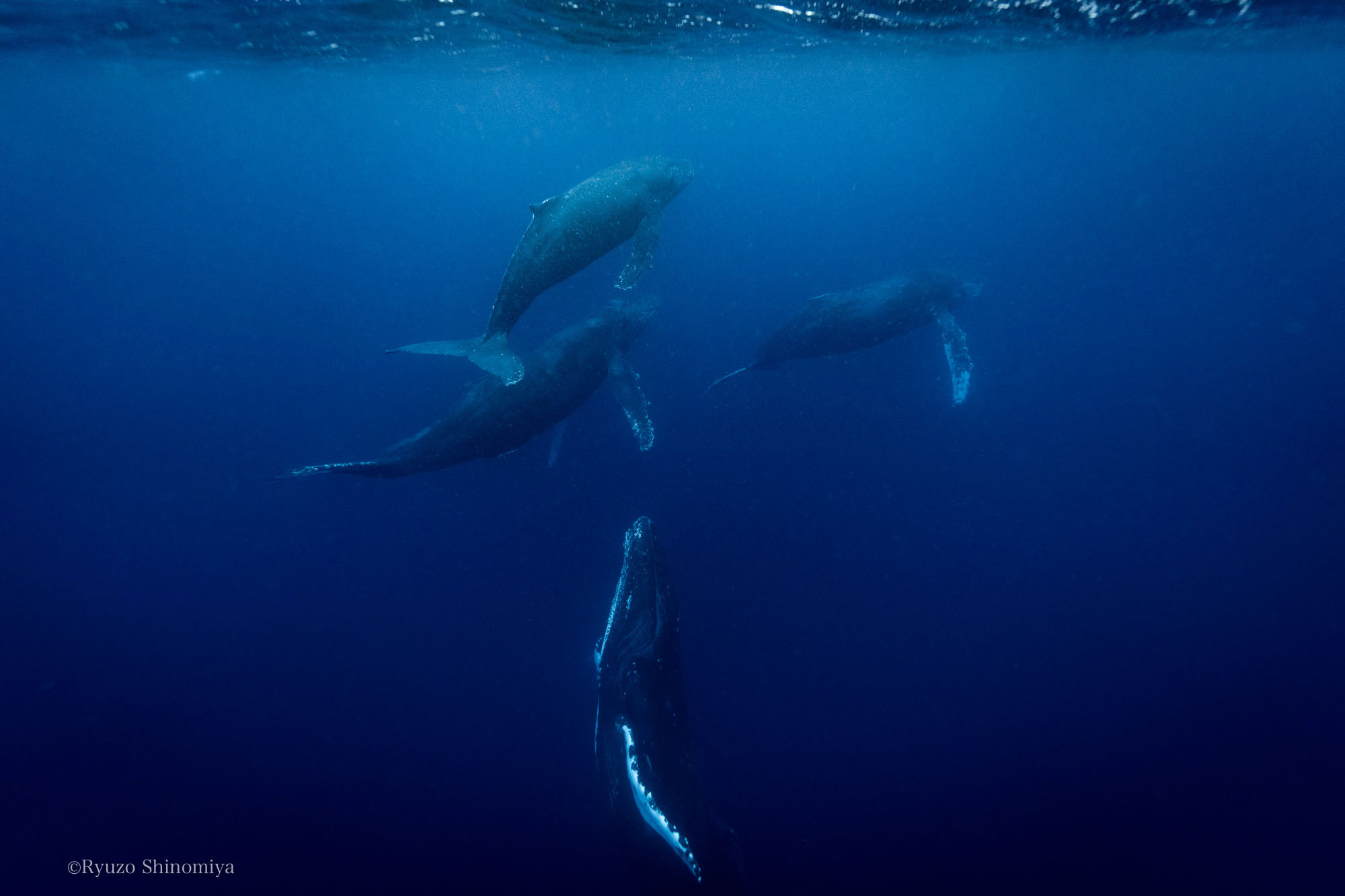 奄美の海4頭のクジラヒートランの写真