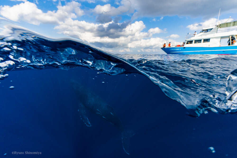 クジラとゼロ船半水面奄美