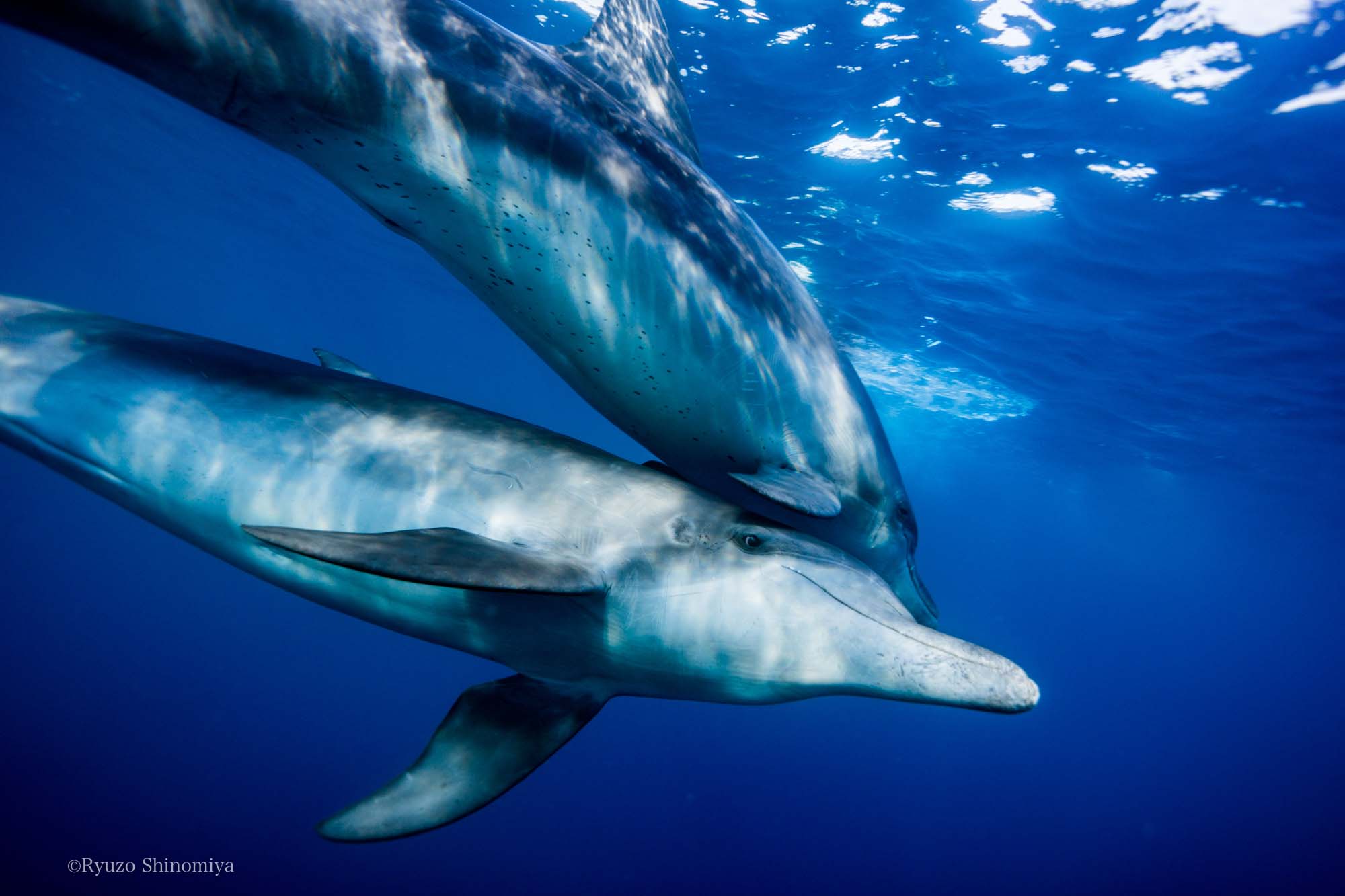 小笠原ミナミハンドウイルカの写真