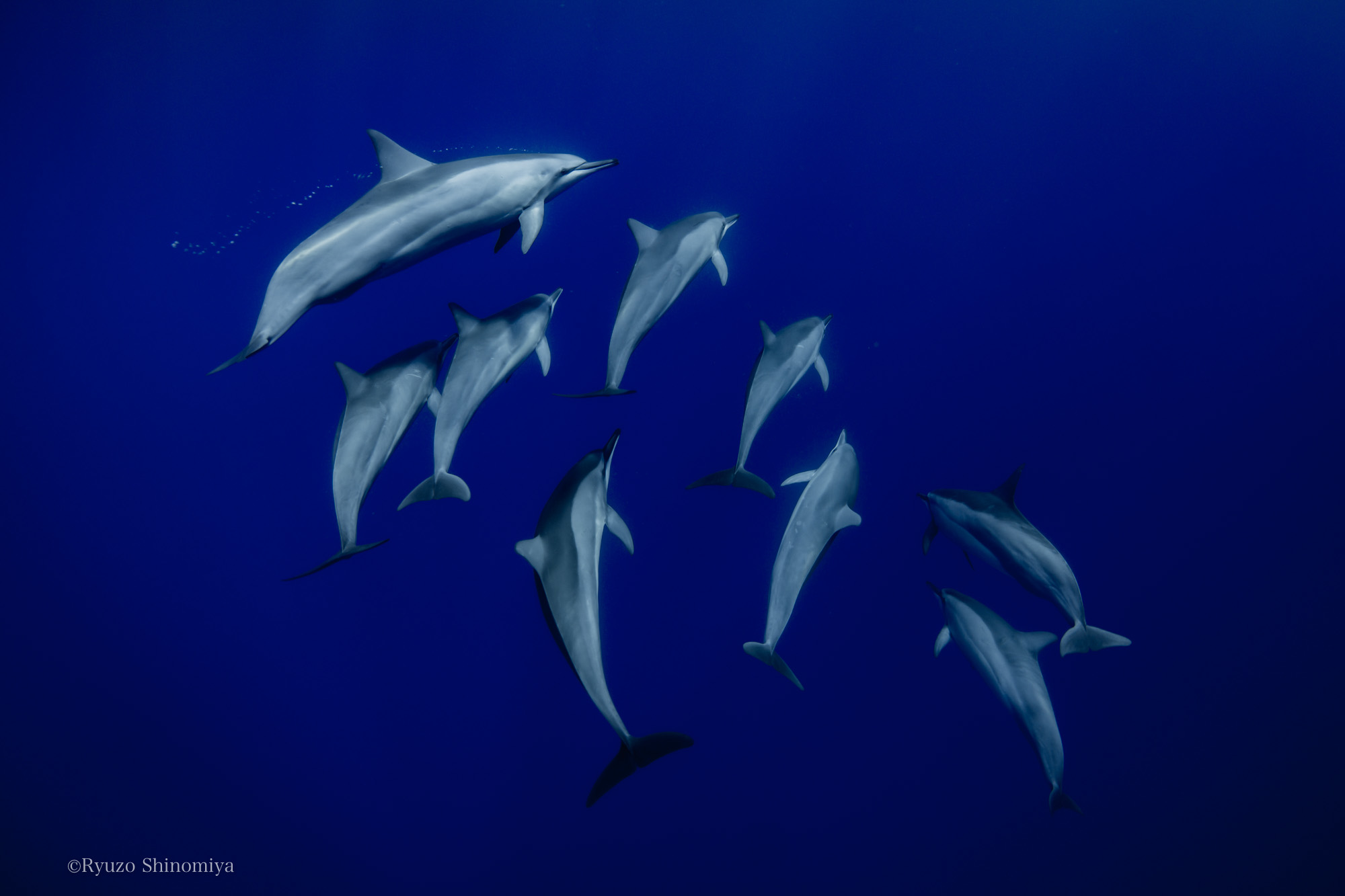 小笠原ハシナガイルカの群れの写真