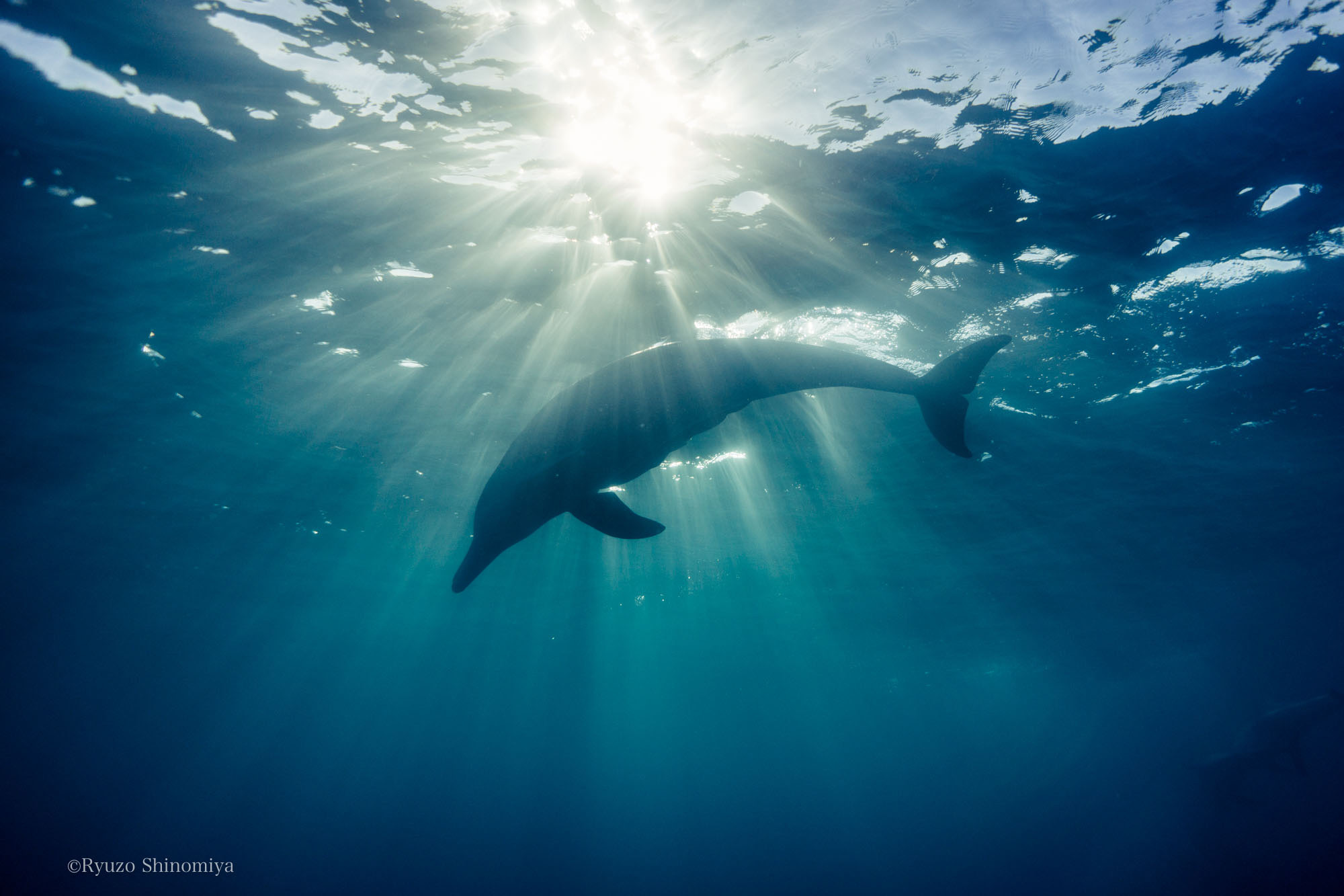 小笠原夕日を浴びて泳ぐイルカの写真