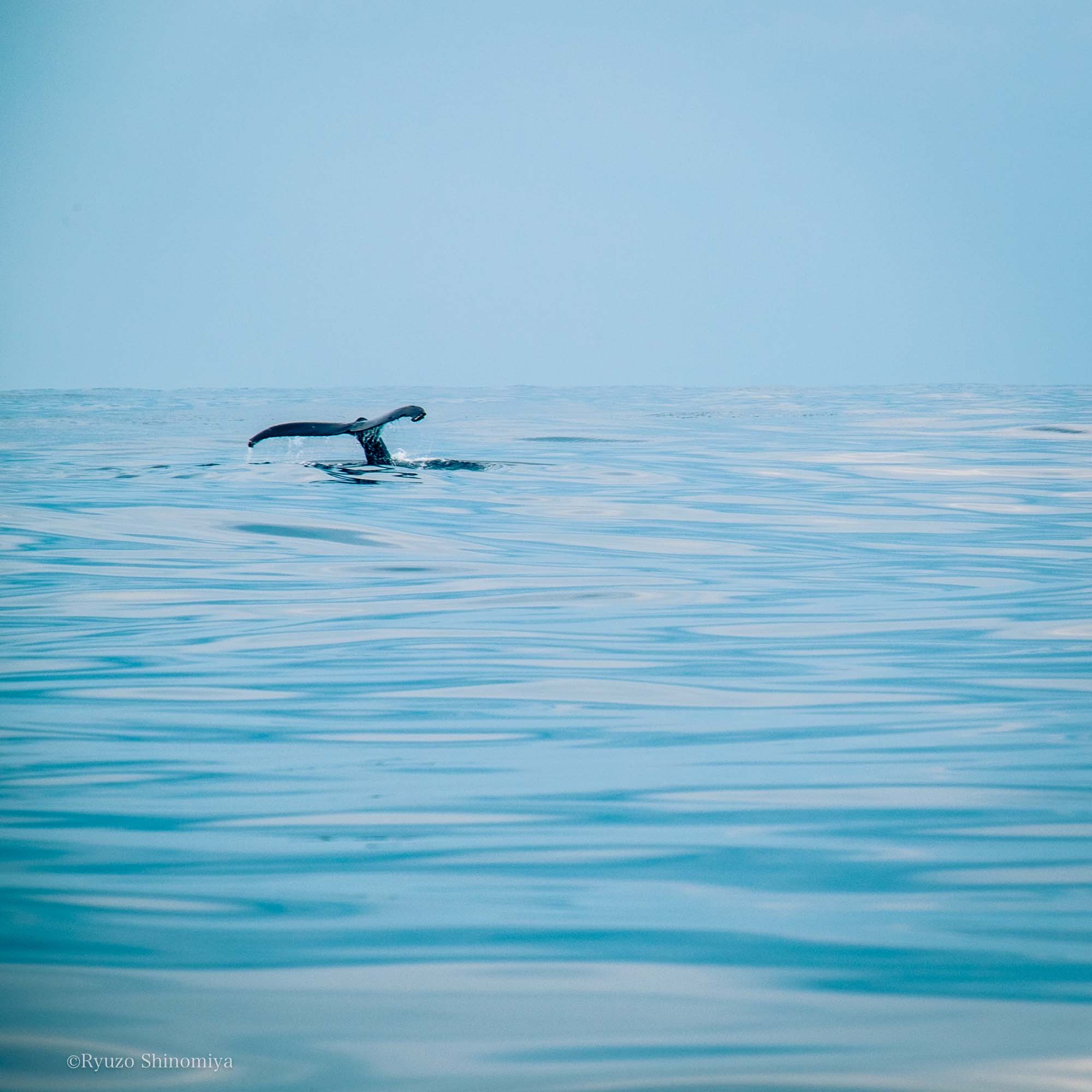 沖縄のクジラテールアップの写真