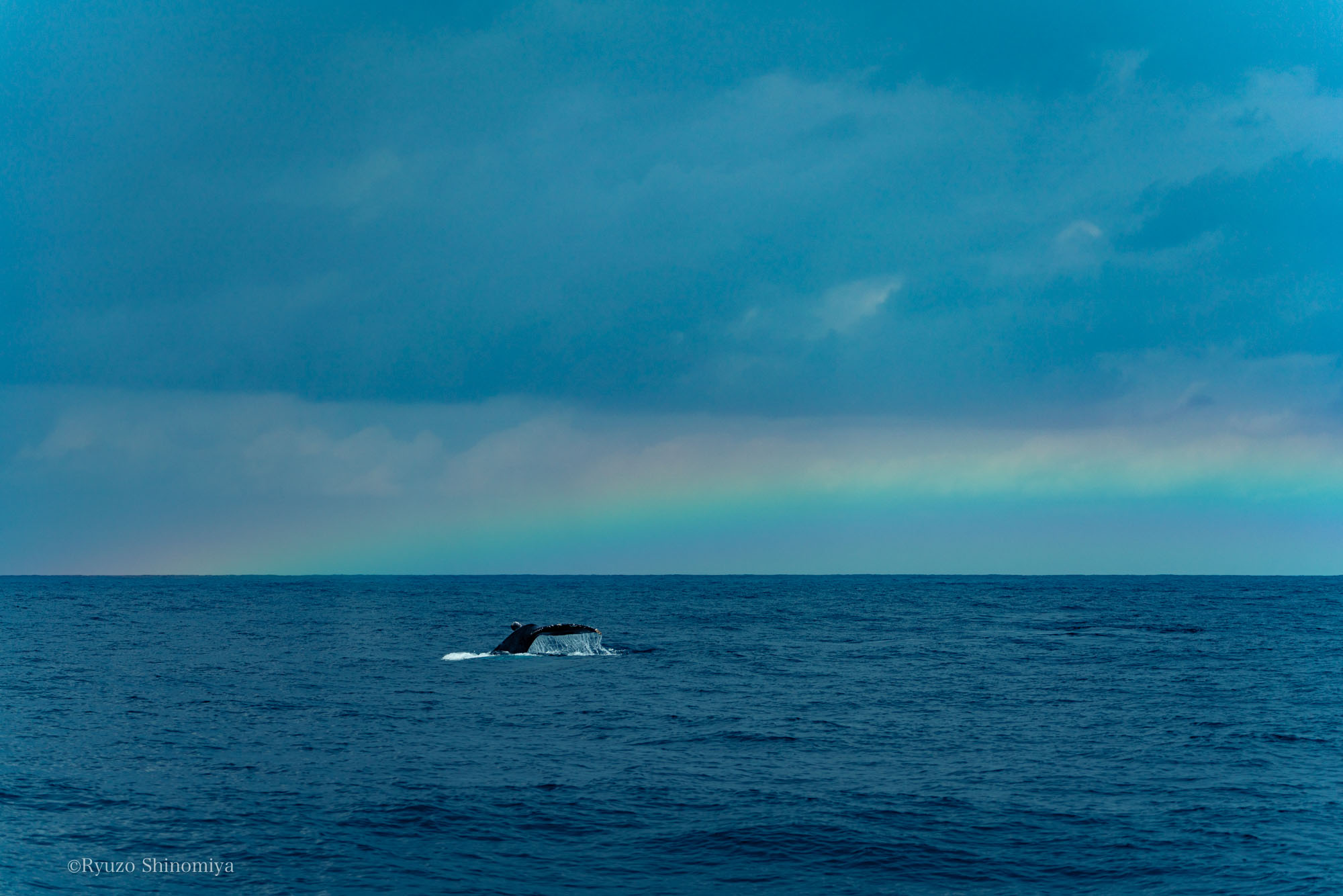 ハワイの海クジラのテールアップの写真