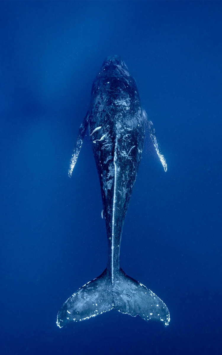 最新人気 マッコウクジラ～潜水の名手～ VHS NU79 ecousarecycling.com