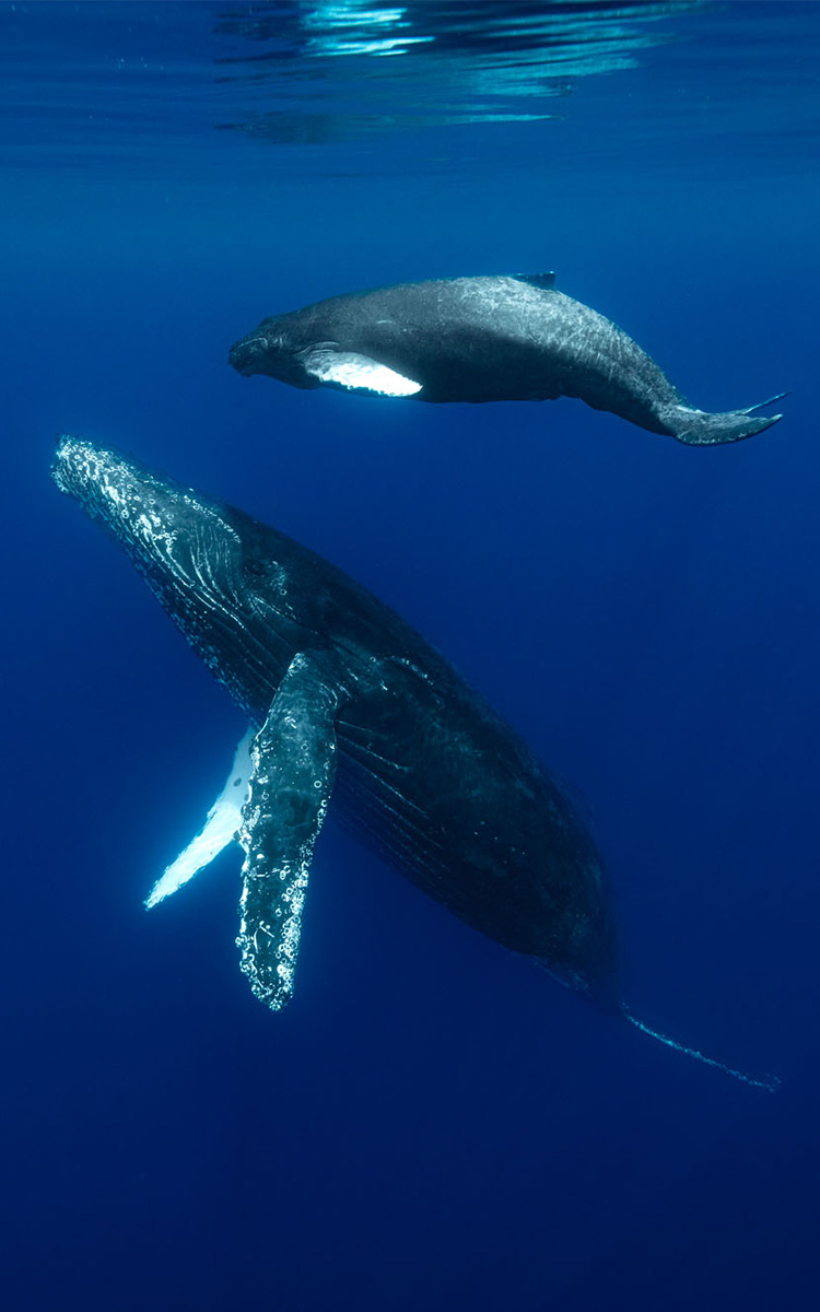 旅 素潜り A フリーダイバーと生物多様性あふれる日本の海 ダイビングと海の総合サイト オーシャナ