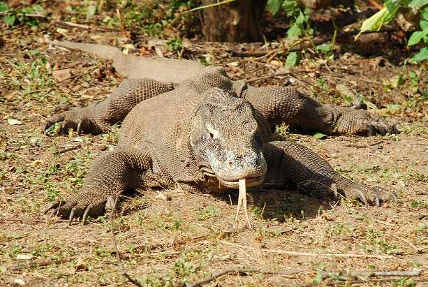 コモド ドラゴン危機一髪 ダイビングと海の総合サイト オーシャナ