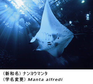 水族館のマンタはナンヨウマンタ ダイビングと海の総合サイト オーシャナ