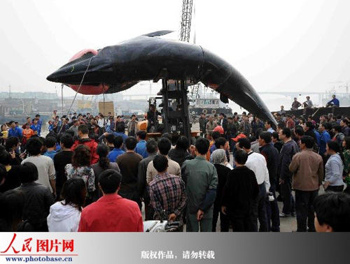 中国に謎の巨大魚出現 ダイビングと海の総合サイト オーシャナ