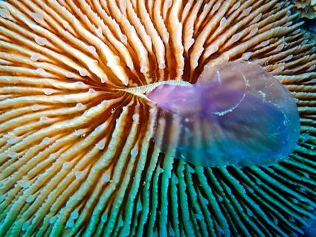 クラゲを食べるサンゴ ダイビングと海の総合サイト オーシャナ